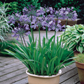 Agapanthus Umbellatum (Blue Peter Pan) 